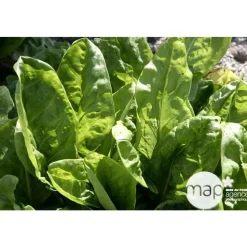 Plant d'oseille verte : pot de 1 litre
