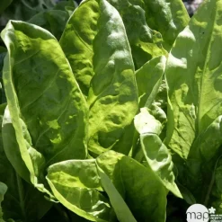 Plant d'oseille verte : pot de 1 litre