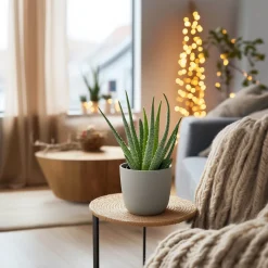 PLANT IN A BOX - Aloe vera - set de 2 - aloe barbadensis - hauteur 25-40cm - ⌀10,5cm