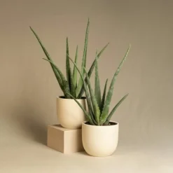 PLANT IN A BOX - Aloe vera - aloe barbadensis - hauteur 25-40cm - ⌀10,5cm