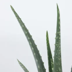 PLANT IN A BOX - Aloe vera - aloe barbadensis - hauteur 25-40cm - ⌀10,5cm