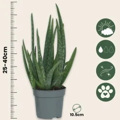 PLANT IN A BOX - Aloe vera - set de 4 - aloe barbadensis - hauteur 25-40cm - ⌀10,5cm