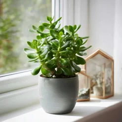 PLANT IN A BOX - Arbre à jade - lot 2 - crassula ovata - hauteur 15-25cm - ø12cm