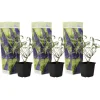 PLANT IN A BOX - Arbre à papillons - set de 3 - buddleja davidii 'nanho blue' - h25-40cm - ⌀9cm