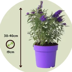PLANT IN A BOX - Arbre à papillons - set de 2 - buddleja davidii 'candy' - h30-40cm - ⌀19cm