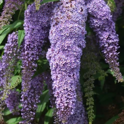 PLANT IN A BOX - Arbre à papillons - set de 6 - buddleja davidii - hauteur 25-40cm - ⌀9cm