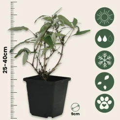 PLANT IN A BOX - Arbre à papillons - set de 6 - buddleja davidii - hauteur 25-40cm - ⌀9cm