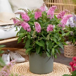 PLANT IN A BOX - Arbre à papillons - set de 2 - buddleja davidii 'candy' - h30-40cm - ⌀19cm