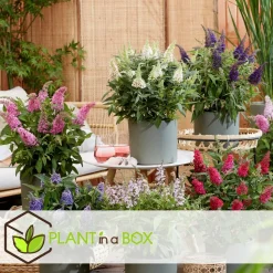 PLANT IN A BOX - Arbre à papillons - set de 2 - buddleja davidii 'candy' - h30-40cm - ⌀19cm