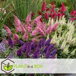 PLANT IN A BOX - Arbre à papillons - set de 2 - buddleja davidii 'candy' - h30-40cm - ⌀19cm