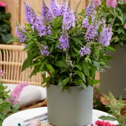 PLANT IN A BOX - Arbre à papillons - set de 2 - buddleja davidii 'candy' - h30-40cm - ⌀19cm