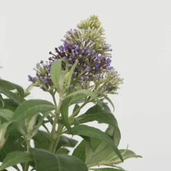 PLANT IN A BOX - Arbre à papillons - set de 2 - buddleja davidii 'candy' - h30-40cm - ⌀19cm