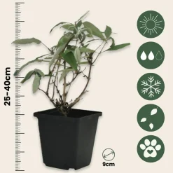 PLANT IN A BOX - Arbre à papillons - set de 3 - buddleja davidii 'pink delight' - h25-40cm - ⌀9cm