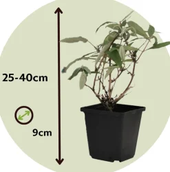 PLANT IN A BOX - Arbre à papillons - set de 3 - buddleja davidii 'pink delight' - h25-40cm - ⌀9cm