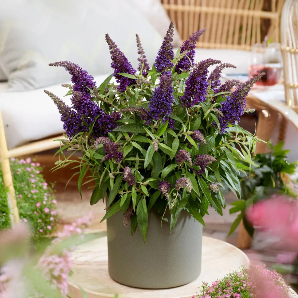 PLANT IN A BOX - Arbre à papillons - buddleja davidii 'candy' - hauteur 30-40cm - ⌀19cm