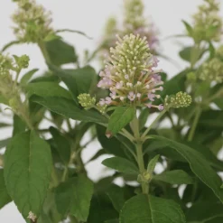 PLANT IN A BOX - Arbre à papillons - buddleja davidii 'candy' - hauteur 30-40cm - ⌀19cm
