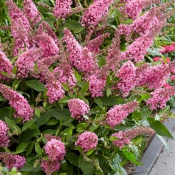 PLANT IN A BOX - Arbre à papillons - buddleja davidii 'candy' - hauteur 30-40cm - ⌀19cm