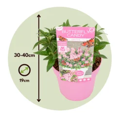 PLANT IN A BOX - Arbre à papillons - buddleja davidii 'candy' - hauteur 30-40cm - ⌀19cm