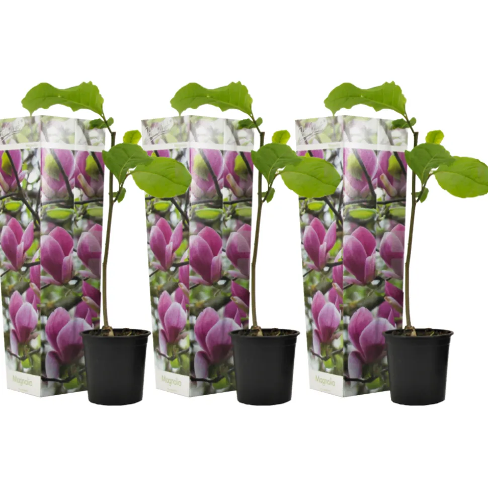 PLANT IN A BOX - Arbre à tulipes - set de 3 - magnolia 'susan' - hauteur 25-40cm - ⌀9cm