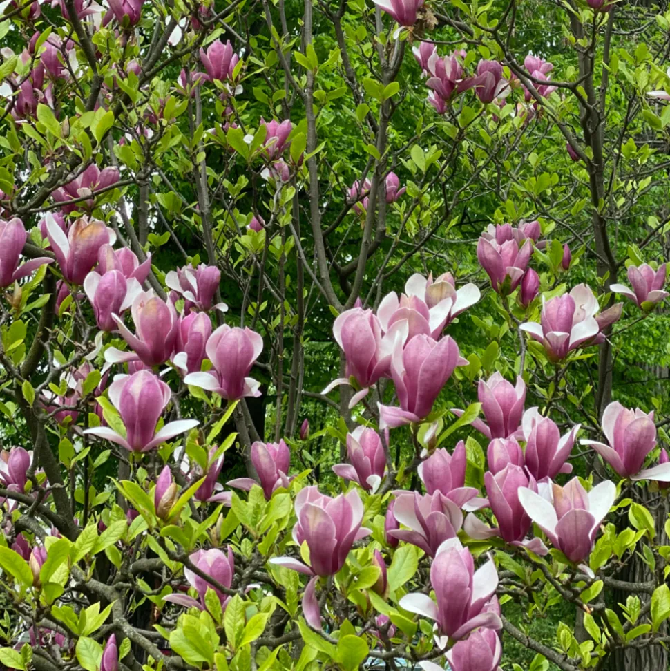 PLANT IN A BOX - Arbre à tulipes - set de 3 - magnolia 'susan' - hauteur 25-40cm - ⌀9cm