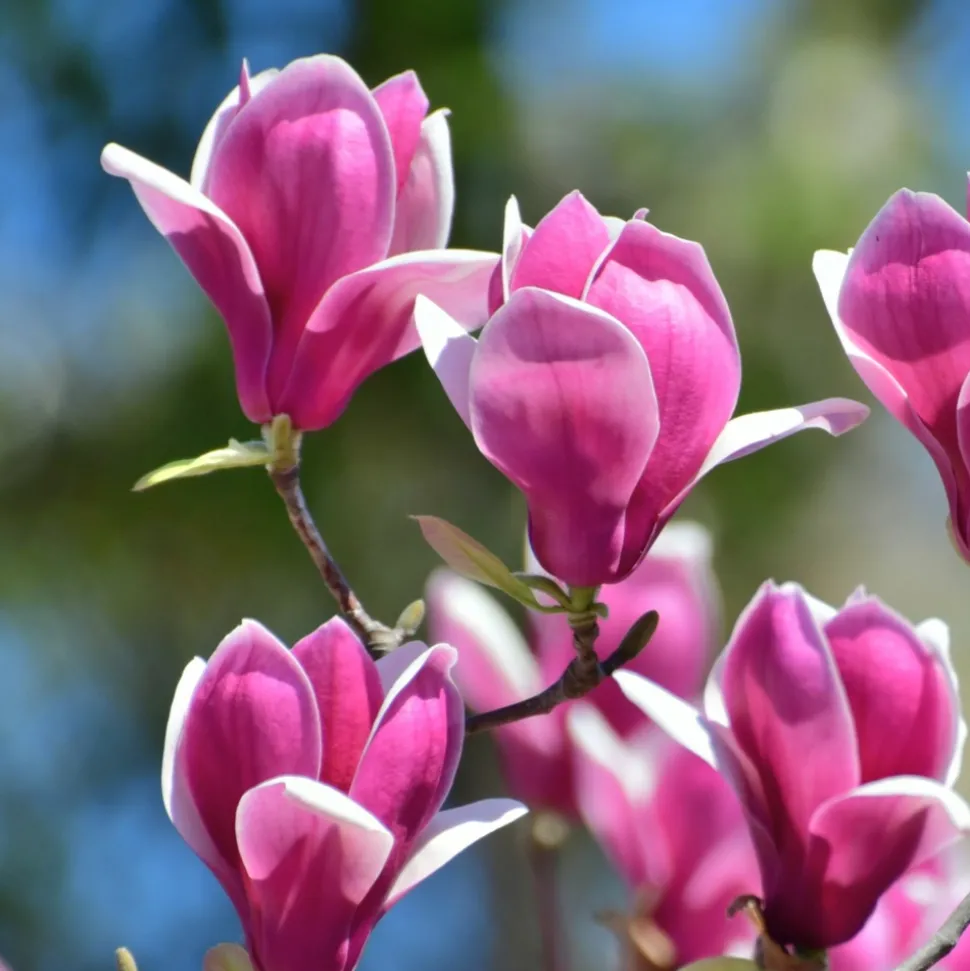 PLANT IN A BOX - Arbre à tulipes - set de 3 - magnolia 'susan' - hauteur 25-40cm - ⌀9cm