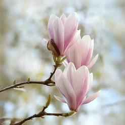 PLANT IN A BOX - Arbre à tulipes - set de 3 - magnolia 'soulangea' - hauteur 25-40cm - ⌀9cm