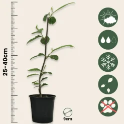 PLANT IN A BOX - Arbre à tulipes - set de 3 - magnolia 'soulangea' - hauteur 25-40cm - ⌀9cm