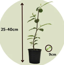PLANT IN A BOX - Arbre à tulipes - set de 3 - magnolia 'soulangea' - hauteur 25-40cm - ⌀9cm