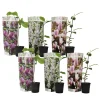 PLANT IN A BOX - Arbre à tulipes - set de 6 - magnolia - hauteur 25-40cm - ⌀9cm