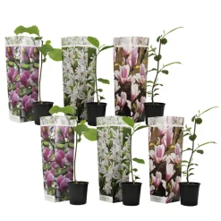 PLANT IN A BOX - Arbre à tulipes - set de 6 - magnolia - hauteur 25-40cm - ⌀9cm
