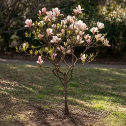 PLANT IN A BOX - Arbre à tulipes - set de 6 - magnolia - hauteur 25-40cm - ⌀9cm