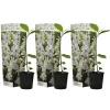 PLANT IN A BOX - Arbre à tulipes - set de 3 - magnolia 'stellata' - hauteur 25-40cm - ⌀9cm