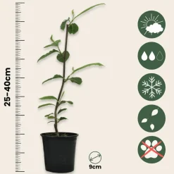 PLANT IN A BOX - Arbre à tulipes - set de 3 - magnolia 'stellata' - hauteur 25-40cm - ⌀9cm