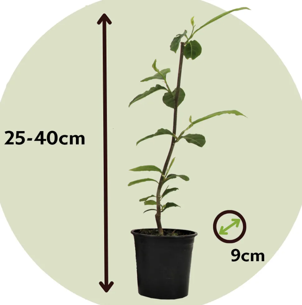 PLANT IN A BOX - Arbre à tulipes - set de 3 - magnolia 'stellata' - hauteur 25-40cm - ⌀9cm
