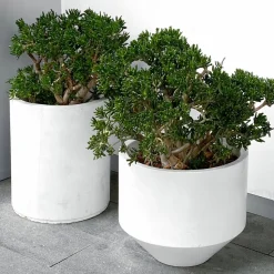 PLANT IN A BOX - Arbre de jade - crassula ovata 'minor' - hauteur 60-65cm - ⌀30cm