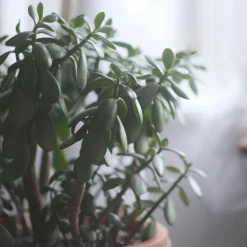 PLANT IN A BOX - Arbre de jade - crassula ovata 'minor' - hauteur 60-65cm - ⌀30cm