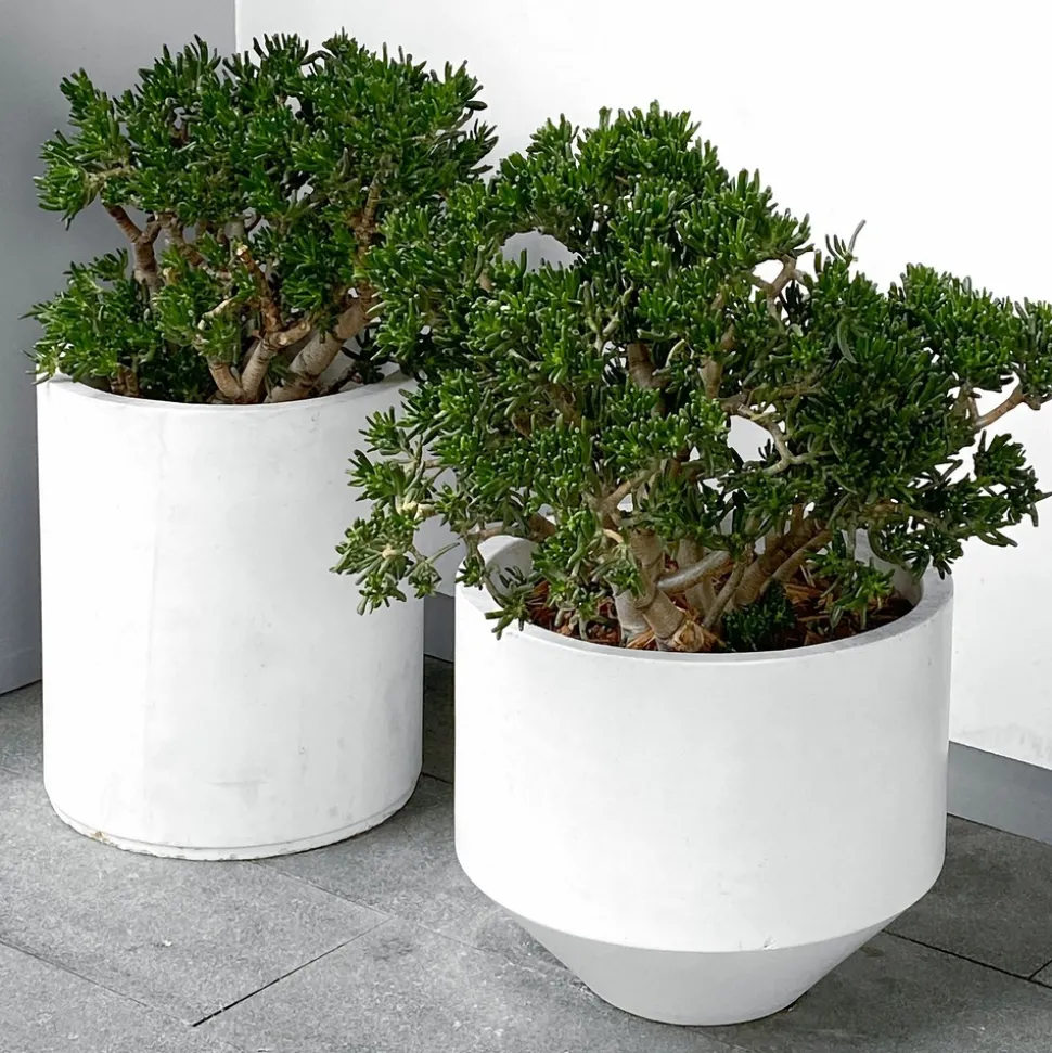 PLANT IN A BOX - Arbre de jade - crassula ovata 'minor' - hauteur 30-35cm - ⌀17cm