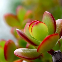 PLANT IN A BOX - Arbre de jade - crassula ovata 'sunset' - hauteur 55-60cm - ⌀30cm