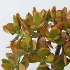 PLANT IN A BOX - Arbre de jade - crassula ovata 'sunset' - hauteur 45-50cm - ⌀23cm