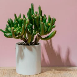 PLANT IN A BOX - Arbre de jade - crassula ovata 'hobbit' - hauteur 55-60cm - ⌀30cm
