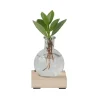 PLANT IN A BOX - Avec éclairage led - clusia rosea 'princess' - hauteur 15-20cm - ⌀8cm