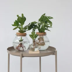 PLANT IN A BOX - Avec éclairage led - clusia rosea 'princess' - hauteur 15-20cm - ⌀8cm