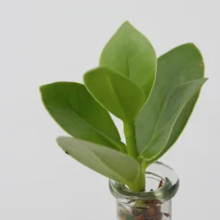 PLANT IN A BOX - Avec éclairage led - clusia rosea 'princess' - hauteur 15-20cm - ⌀8cm