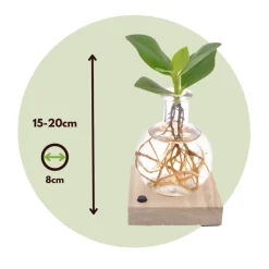 PLANT IN A BOX - Avec éclairage led - clusia rosea 'princess' - hauteur 15-20cm - ⌀8cm