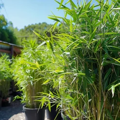 PLANT IN A BOX - Bambou - lot de 6 - fargesia nitida 'black dragon' - hauteur 25-40cm - ⌀14cm