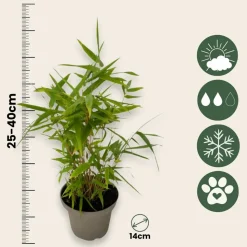 PLANT IN A BOX - Bambou - lot de 3 - fargesia nitida 'black dragon' - hauteur 25-40cm - ⌀14cm