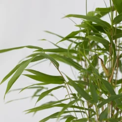 PLANT IN A BOX - Bambou bleu - set de 6 - fargesia papyrifera 'grex' - hauteur 30-40cm - ⌀13cm