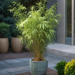 PLANT IN A BOX - Bambou bleu - set de 3 - fargesia papyrifera 'grex' - hauteur 30-40cm - ⌀13cm