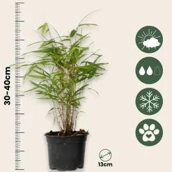PLANT IN A BOX - Bambou bleu - set de 3 - fargesia papyrifera 'grex' - hauteur 30-40cm - ⌀13cm