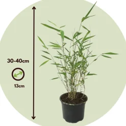 PLANT IN A BOX - Bambou bleu - set de 3 - fargesia papyrifera 'grex' - hauteur 30-40cm - ⌀13cm